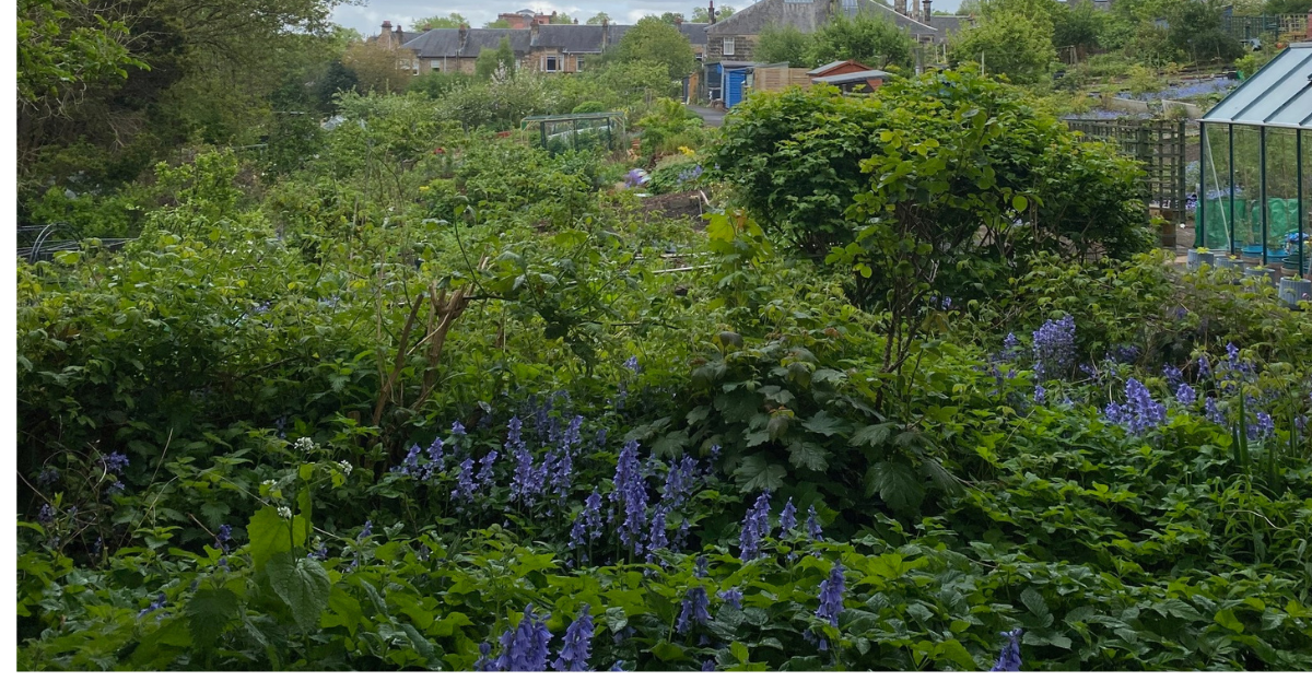 Overgrown plot